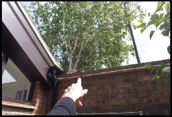 Video still from AK research. A hand points up toward a leafy tree behind a brick wall. There is a bright sky in the background and a window looking into a home to the left.